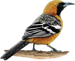 Songbird Prints: Hooded Oriole