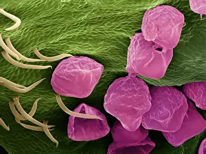Sems Prints: Hops Flower, under a microscope (SEM)