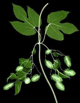 Nature Prints: Hops, Humulus lupulus, X-ray