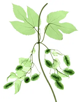 Vine Prints: Hops, Humulus lupulus, X-ray