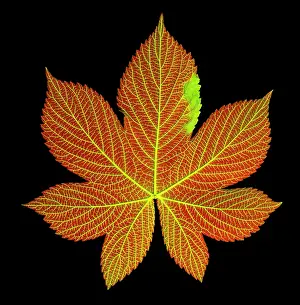 Mixed Science Images Prints: A Hops Leaf Dyed to Show Veins