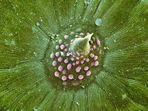 Vine Prints: Hops Leaf, under a microscope (SEM)