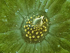 Vine Prints: Hops Leaf, under a microscope (SEM)