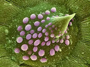 Sems Prints: Hops Leaf, under a microscope (SEM)