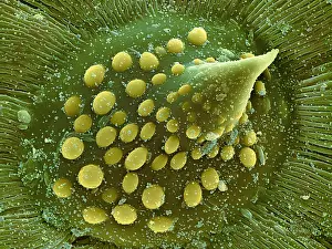 Mixed Science Images Prints: Hops Leaf, under a microscope (SEM)