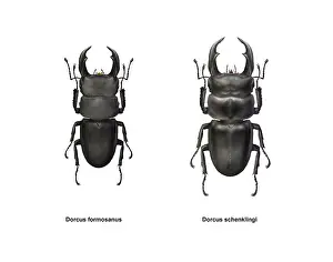 Beetle Prints: Two Horned Beetles, Dorcus genus