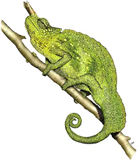 Tail Prints: Horned Chameleon