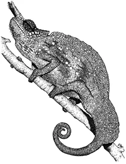 Tail Prints: Horned Chameleon
