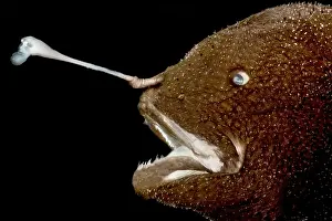 Predator Prints: Horned Lanternfish (Centrophryne spinulosa)