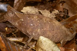 Chameleon Prints: Horned Leaf Chameleon