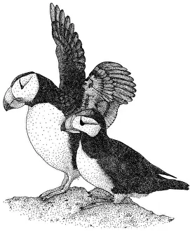 World Cultures Prints: Horned Puffins