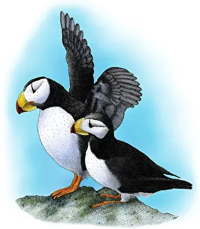 Alaska Prints: Horned Puffins