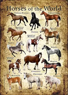 Arab Prints: Horse Breeds of the World
