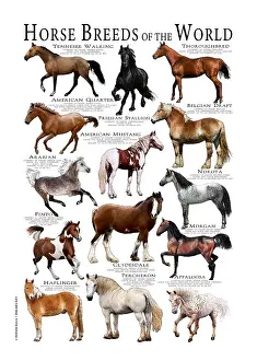 Arab Prints: Horse Breeds of the World