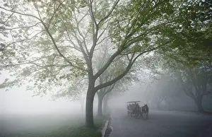 Transport Prints: Horse Carriage in the Fog and MIst, Mackinac Island, Michigan