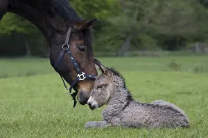 Fauna Prints: Horse Nuzzling a Young Donkey Foal in a Meadow, Symbol of Friendship and Love