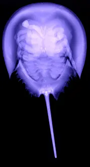 Arthropod Prints: Horseshoe Crab