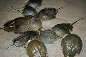Behavior Prints: Horseshoe Crabs Spawning
