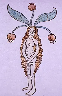 Root Prints: Hortus Sanitatis, Female Mandrake, Alchemy Plant