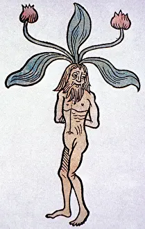 Root Prints: Hortus Sanitatis, Male Mandrake, Alchemy Plant
