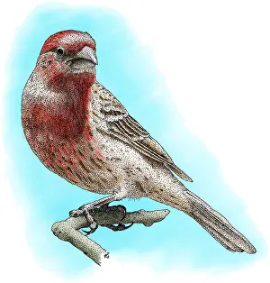 Songbird Prints: House Finch