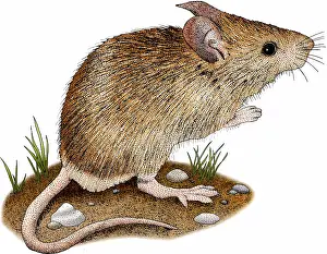 House Prints: House Mouse
