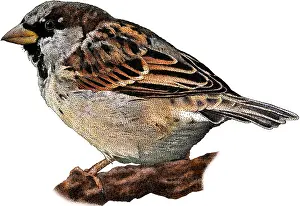 Domesticus Prints: House Sparrow, Illustration