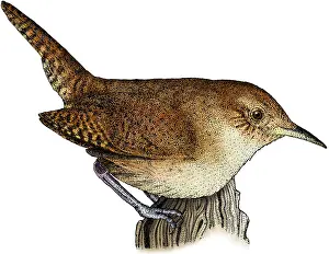 House Prints: House Wren