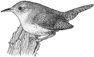 Natural Prints: House Wren