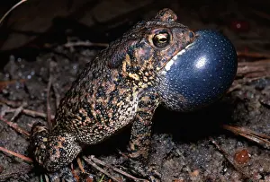 2005 Prints: Houston Toad