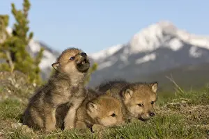 : Howling Timber Wolf Cub, American Rocky Mountains