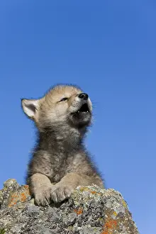 Immature Prints: Howling Wolf Cub