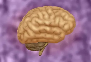 Cortex Prints: Human Brain
