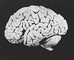 Cortex Prints: Human brain