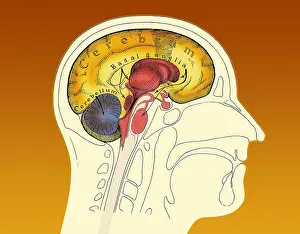 Cross Prints: Human Brain