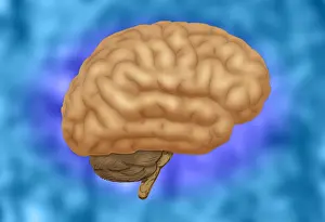 Cortex Prints: Human Brain