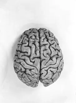 Human Brain