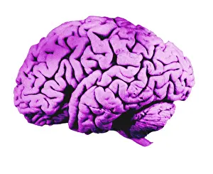 Cerebrum Prints: Human Brain