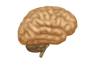 Cortex Prints: Human Brain