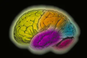 Neurological Prints: Human brain