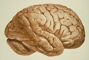 Neurological Prints: Human brain