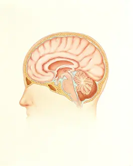 2003 Prints: Human brain