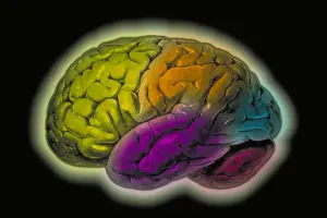 Neurological Prints: Human brain