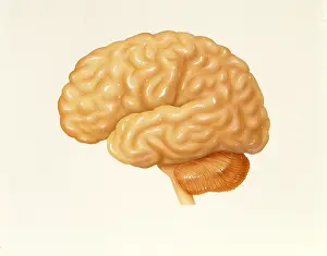 2003 Prints: Human brain