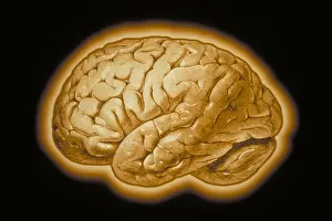 Neurological Prints: Human brain