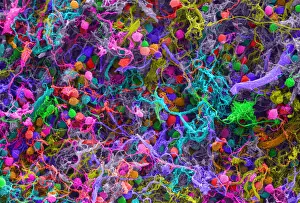 Best Sellers Part IV Prints: Human Brain Cells, under a microscope (SEM)