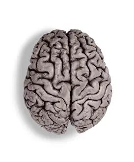 Part Prints: Human Brain, gross specimen