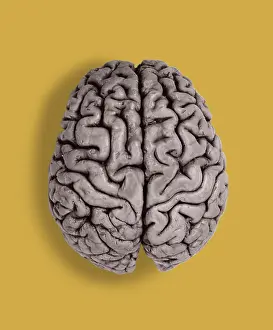 Part Prints: Human Brain, gross specimen