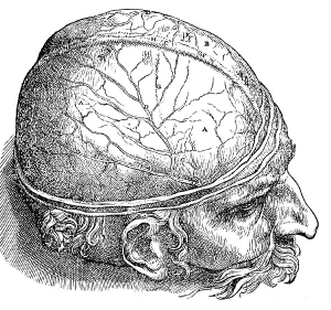 Plate Prints: Human Brain, Vesalius, 16th Century