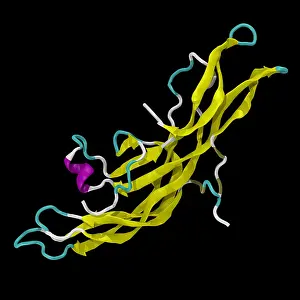 Development Prints: Human Chorionic Gonadotropin Molecule (HCG)